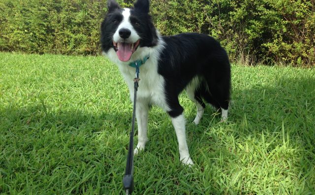 クリッカートレーニング