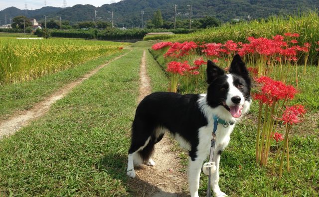 噛まれない散歩のしかた