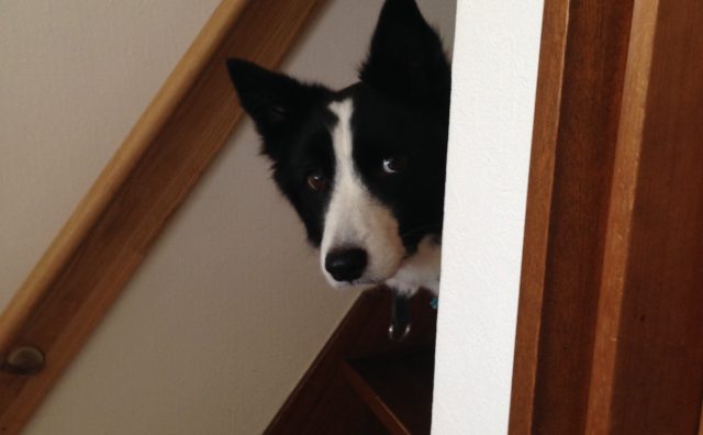 噛まれない暮らし方