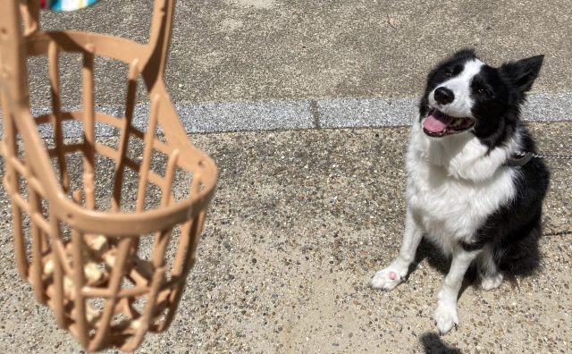 病院・トリミングでの対策