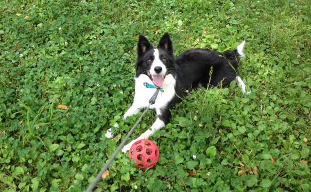 噛まれない散歩道具